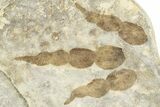 Dinosaur (Grallator) Track - Negative Impression #366858-1